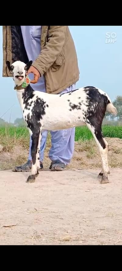 Desi goats/Tedda goats/bakri/bakry/healthy goats/goats for sale