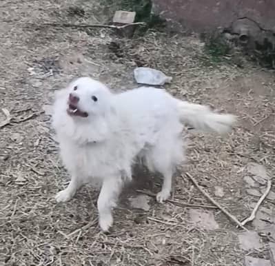 breeder female triple coat on heat