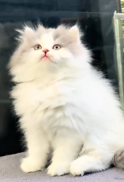 Persian cat kitten for sale my WhatsApp 03126762031