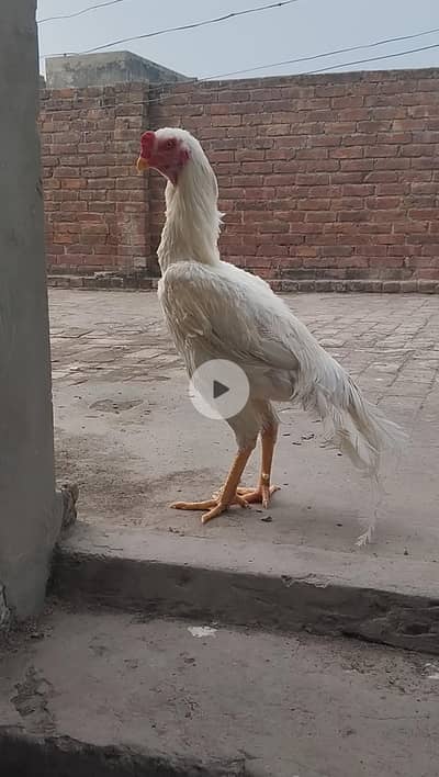 aseel white shamo available for sale