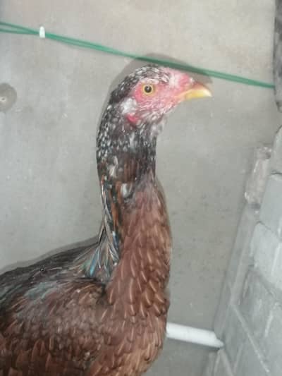 aseel murgiya available