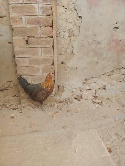 Desi Females egg laying