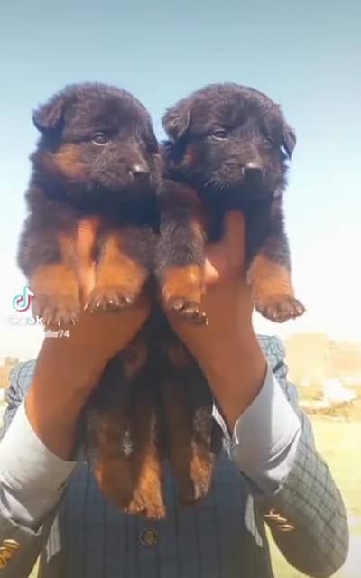 German shepherd | male Puppy | Dog for sale | Long coat