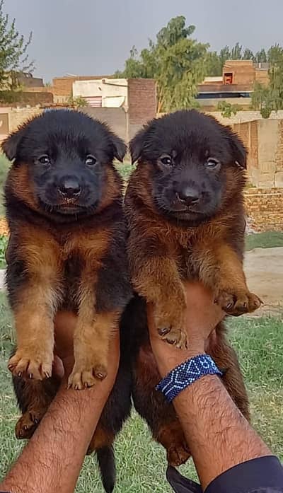 German shepherd puppies for sale / puppy / GSD pup / german shepherd