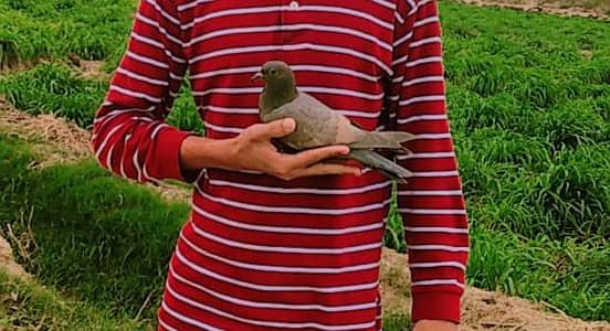 Two HAND-TAME PIGEON