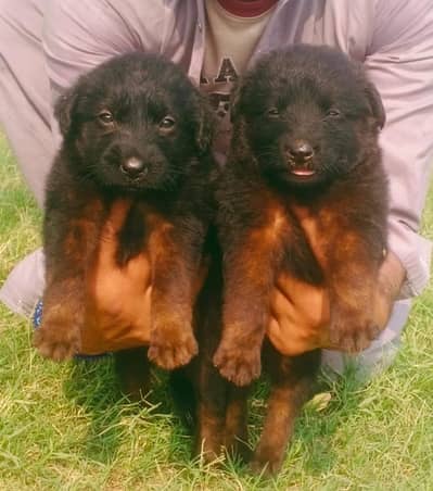 German Shepherd | black n tan Shepherd | gsd dog | puppy | puppies