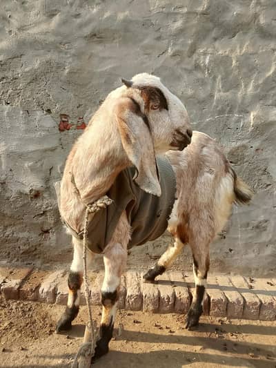 Goat for sale
