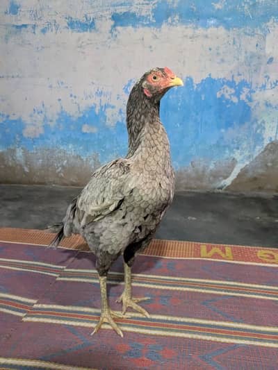 Pure pevar aseel saleta mugri