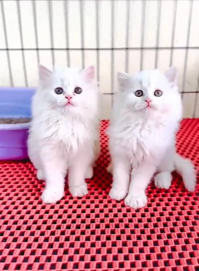 Persian cat kitten for sale my WhatsApp 03126762031