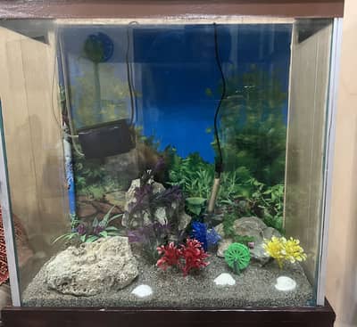 Fish Aquarium