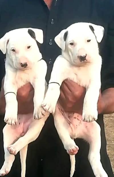 boli gultair Jodi 2 month for sale