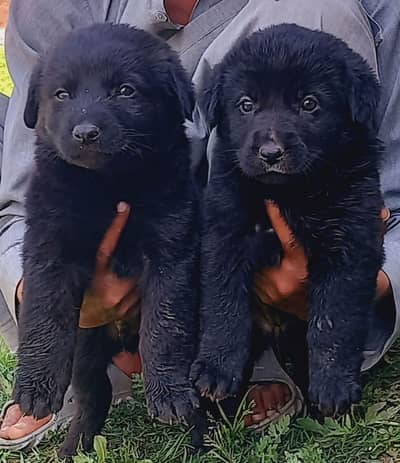 black German Shepherd long coat Jodi 45 days for sale