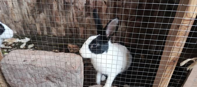 Beautiful Pair with 4 kids