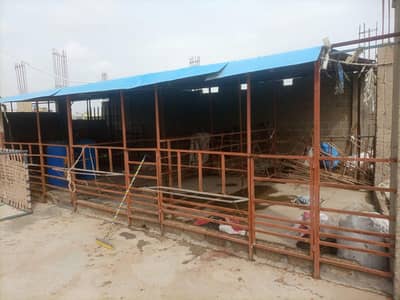 Cow & Goat cage setup