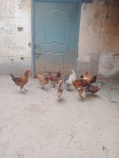 Argent for sell, desi murghi/golden misri/golden misri hen