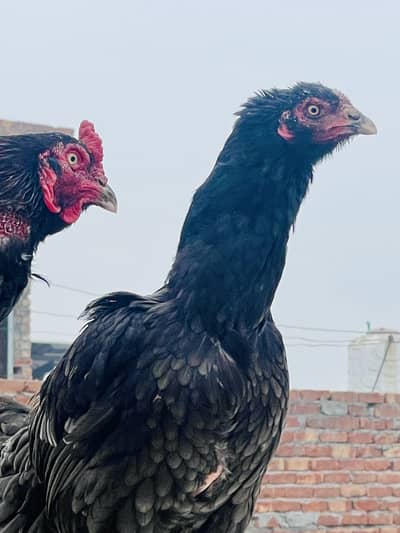 Aseel Indian rampuri and Thai Hen