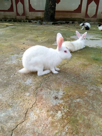 Red eyes Rabbit
