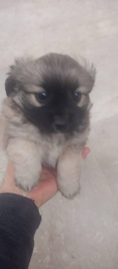 pomeranian teacup origional