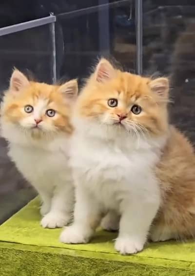 Persian cat kitten for sale my WhatsApp 03126762031