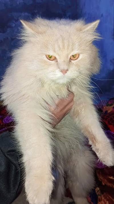 male cat for sale . . friendly and not aggressive