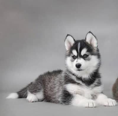 healthy and active puppy