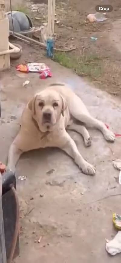 Labrador breeder pair for sale urgent