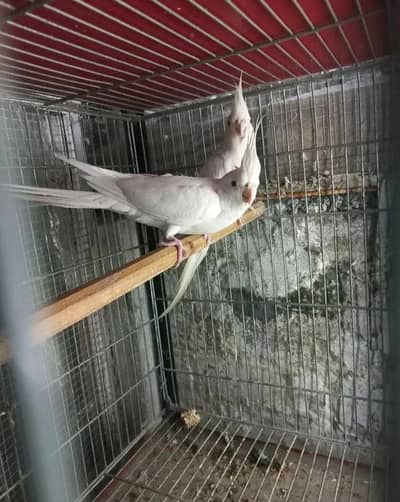 breeder pair available