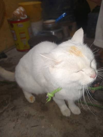 white colour ki billi ha jisko chaiye rabta kary