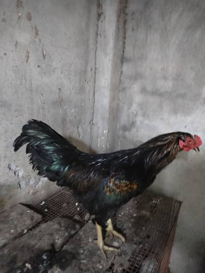 Aseel murgha black and gold color