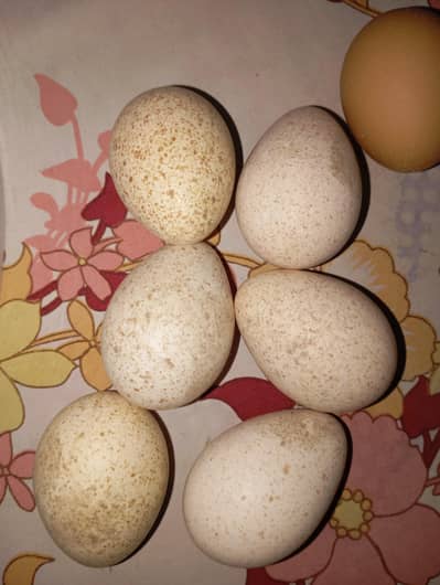 Fertile Turkey Eggs