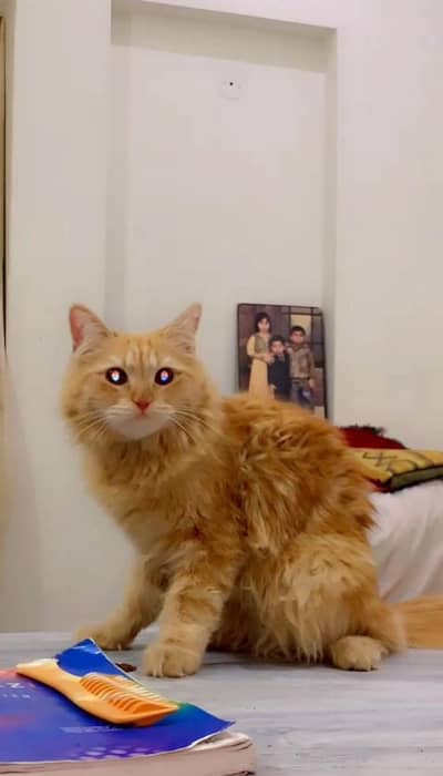 Male hy bhot haseen hy