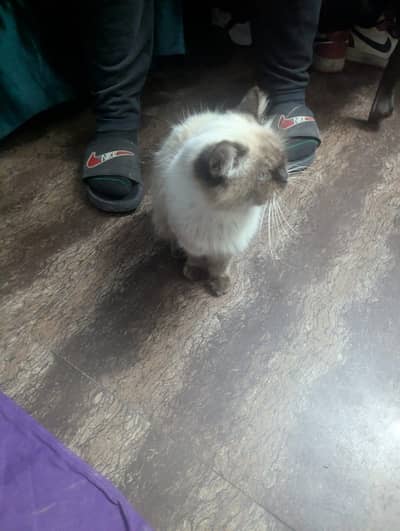 Persian Cat For Sale