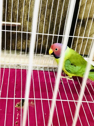 Beautiful Plum-Headed Male – price 6500