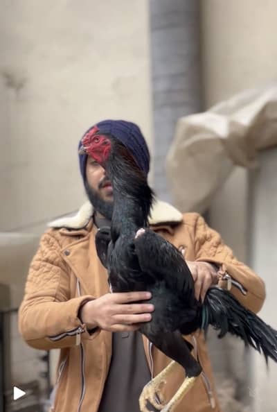 Top quality blue , black shamo