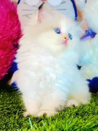 Persian cat kitten for sale my WhatsApp 03126762031