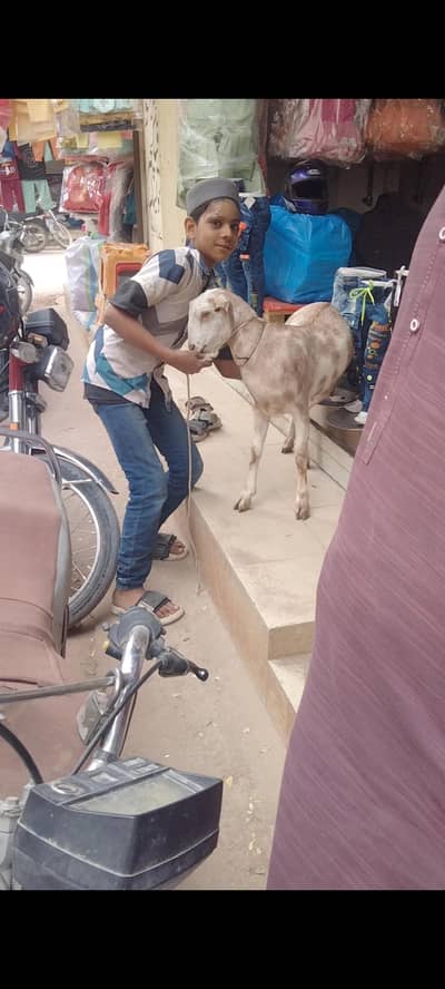 ablack teddy female bakri