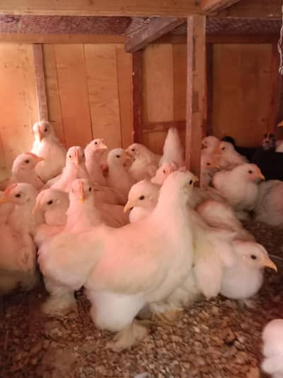 bentum chicks for sale