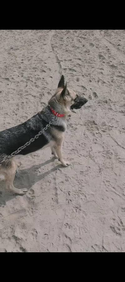 germen sheferd femail