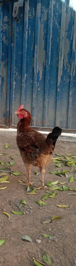 misri eggs lying hen for sale 03208600281