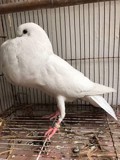 Norwich pigeon gubara