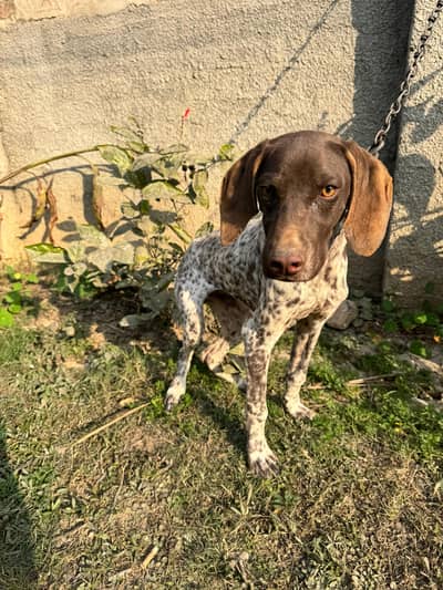 German pointer 4 month male lhr