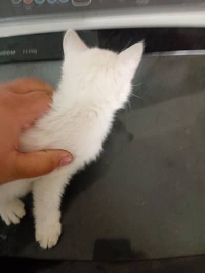 persian 5 kittens available full active and healthy