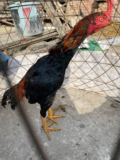 Aseel Pakistani for sale h 1 year age h full active h jis by Lana h