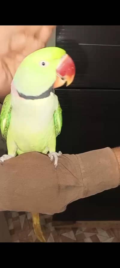 kashmiri raw Hand taem