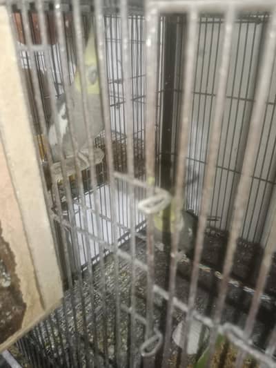 it is very good pair  java or cocktail