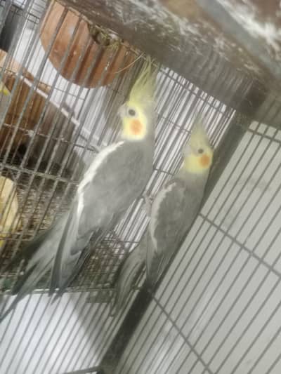 it is very good pair  java or cocktail