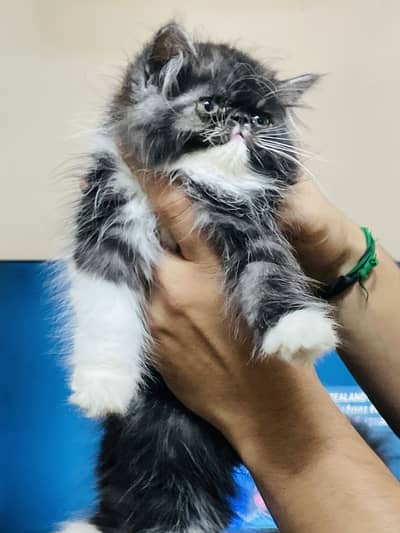Cfa bloodline peki pikki male kitten