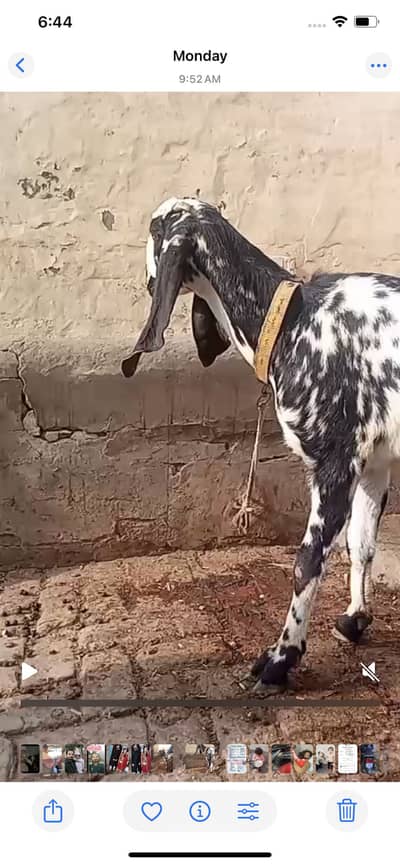 Makhi cheeni height bht achi hai 3month ghabn