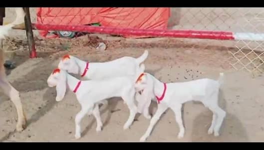 gulabi Beetle bakri for sale WhatsApp number 0325,4984,056