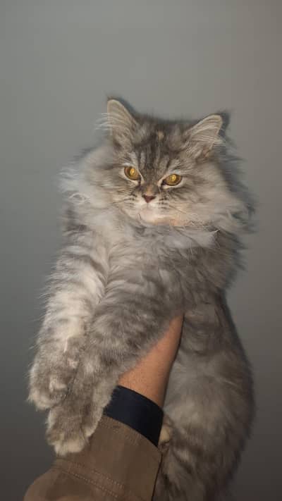persian cat